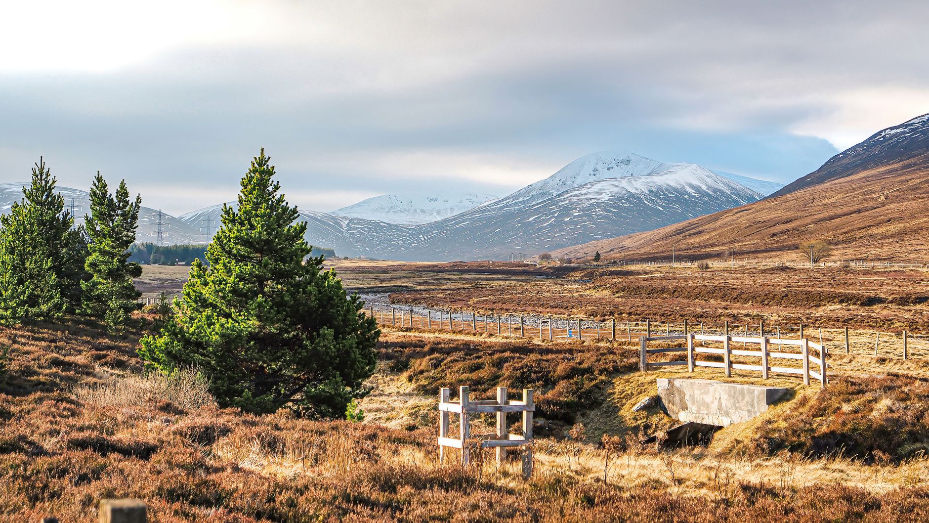 Loch surrounded by ancient heather and pine trees